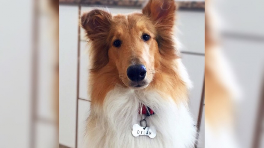 ¿Entra Dylan, sale Balcarce? El perro instagramer de Alberto Fernández