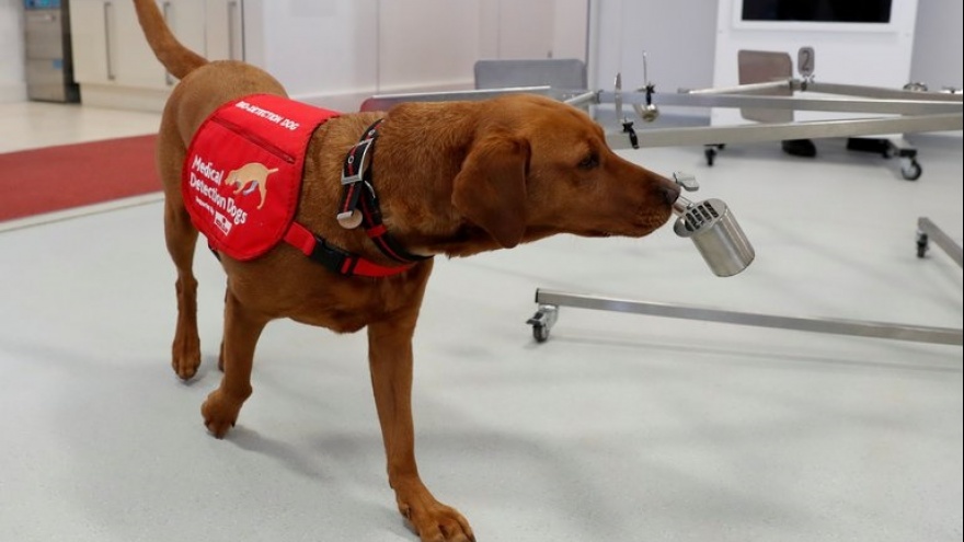 La UBA entrenará perros para detectar el coronavirus