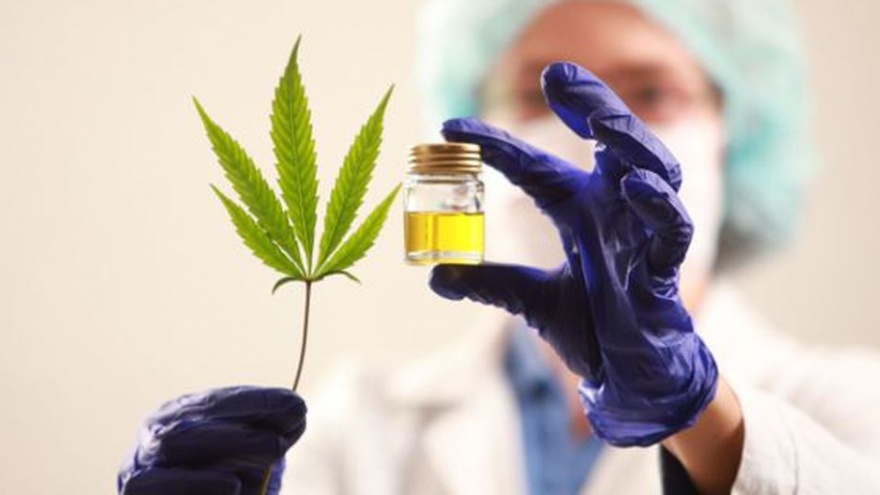 Avanza el proyecto para habilitar el cultivo personal y la venta en farmacias de cannabis medicinal