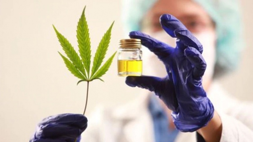 Cannabis terapéutico: “La nueva ley es beneficiosa para pacientes y médicos”