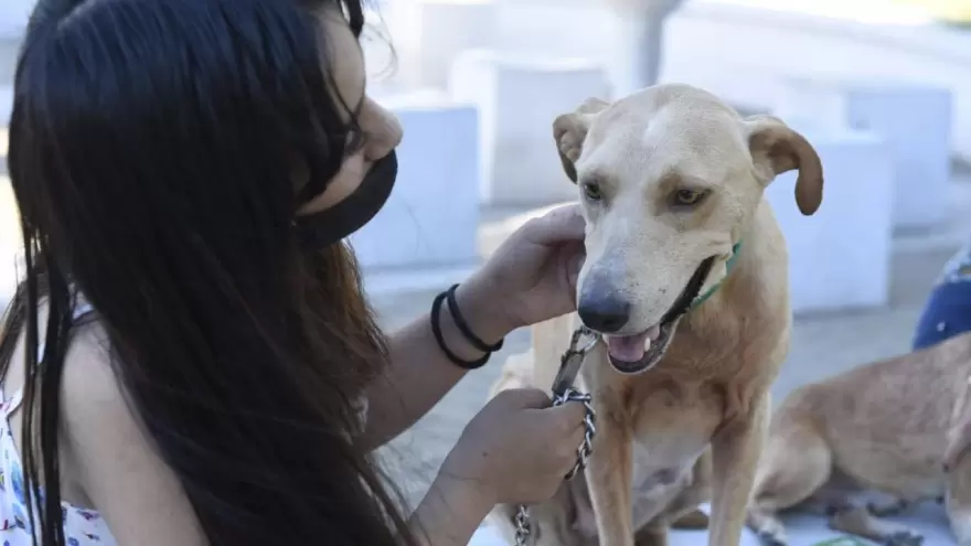 Malvinas Argentinas crea la primera escuela de mascotas municipal