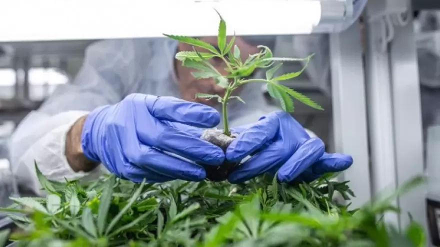 Cannabis hecho en Argentina: Una empresa realizará la primera producción con el INTA