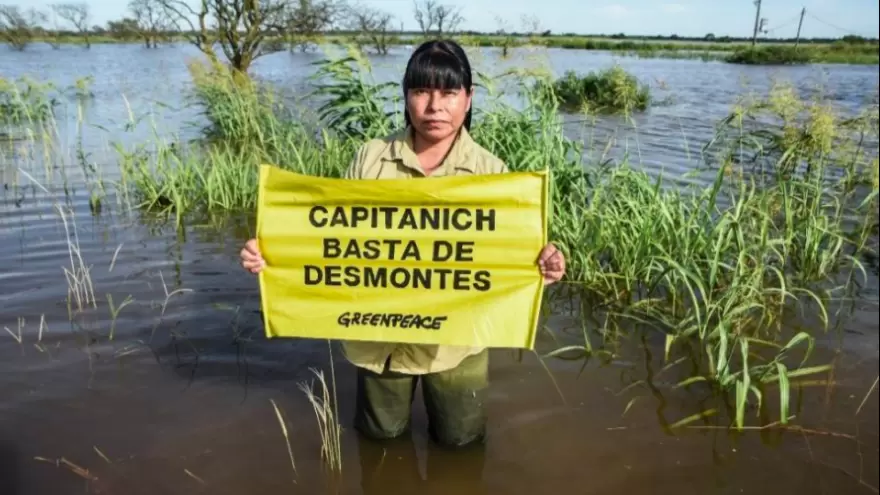 Greenpeace advierte que, aún con la pandemia, ​​​​​​​“en el último año se deforestó más que en el 2019”