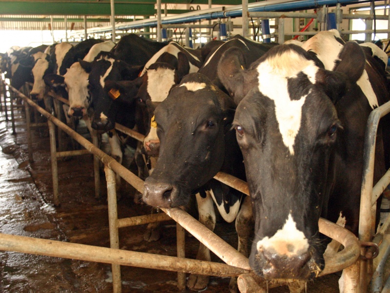 Con la segunda leche más cara del mundo, el sector prevé otro año con números en rojo