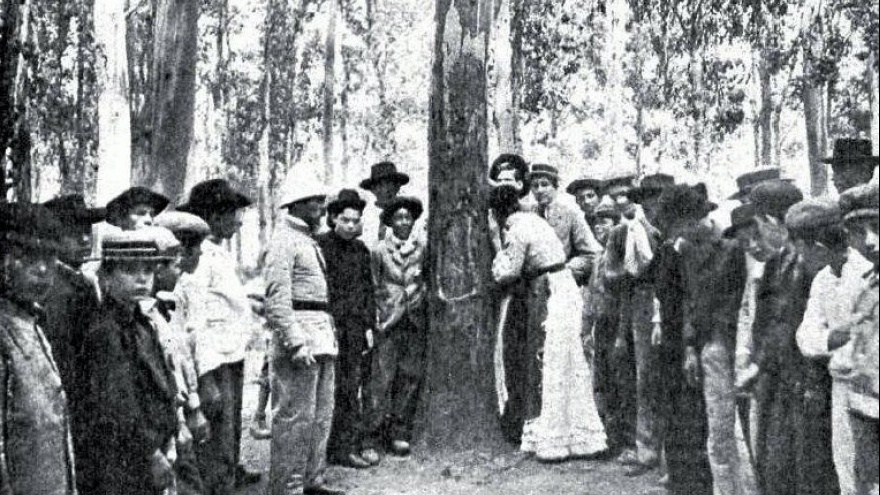 El eucaliptus misterioso del Paseo del Bosque