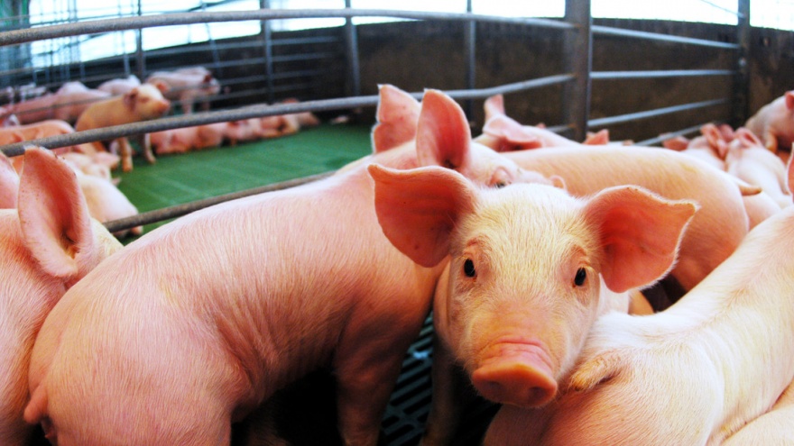 Ante la indiferencia del gobierno nacional, el sector porcino cierra un año complicado