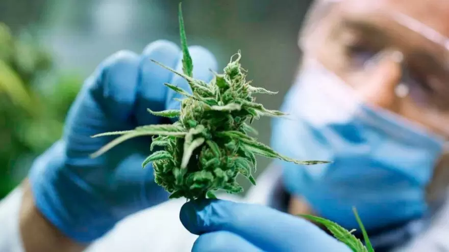 Cannabis medicinal: El gobierno reglamentó el registro de autocultivo