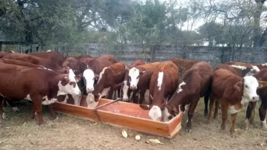 Santiago del Estero: Denuncian un millonario robo de ganado
