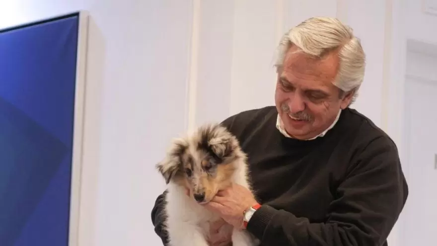 Desde Casa Rosada inauguraron la cuenta de Instagram de Blue, el nuevo perro de Alberto Fernández