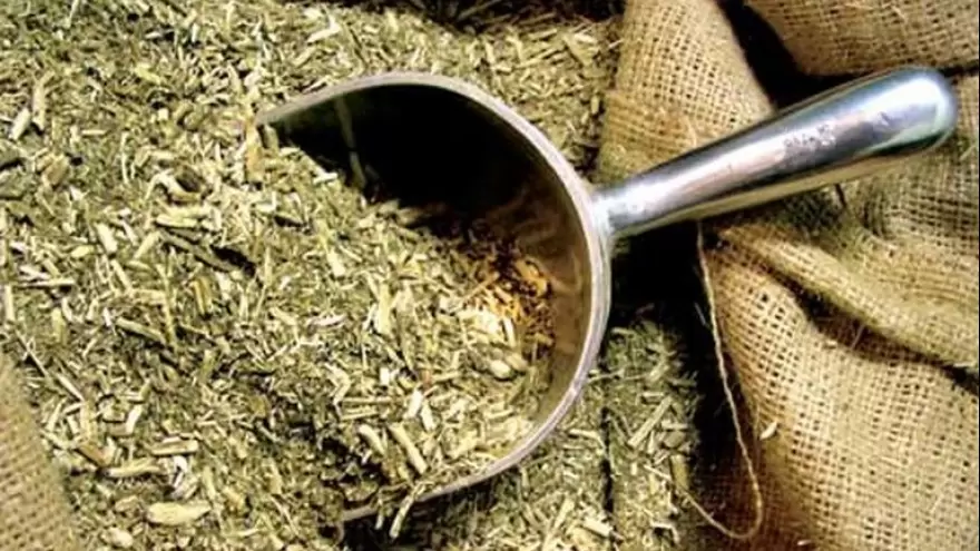 “Argentina es el mayor productor de yerba mate del mundo”