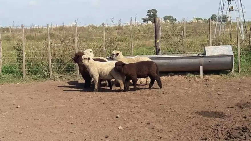 Por segunda vez en menos de un año, roban ganado en un campo de San Vicente