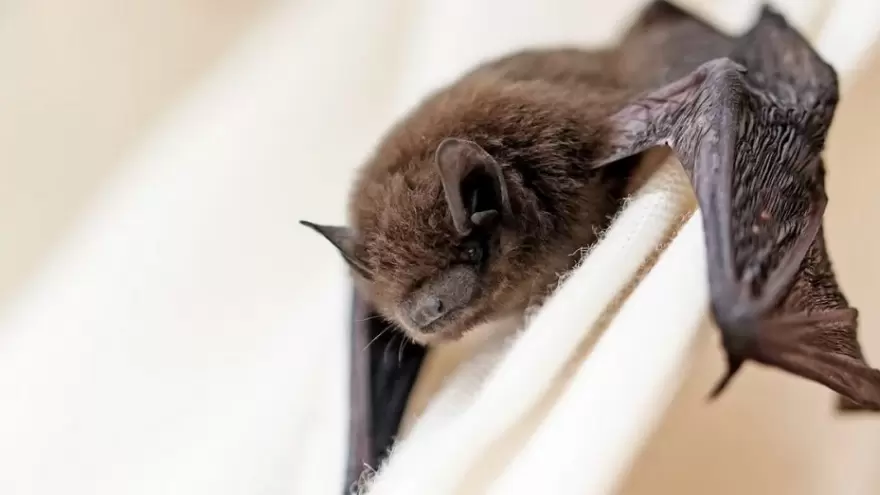 Invasión de murciélagos: Recomiendan “mantener ventanas cerradas y vacunar a las mascotas”