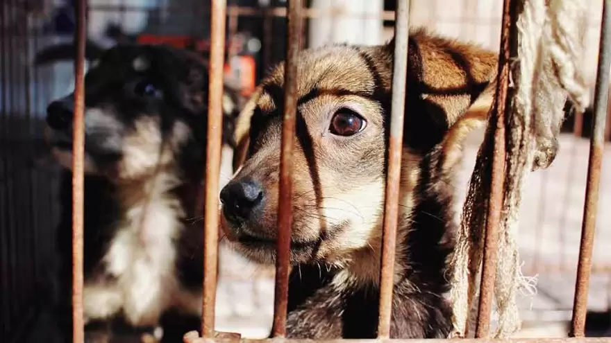 “El maltrato animal es punible y puede denunciarse en comisarías”