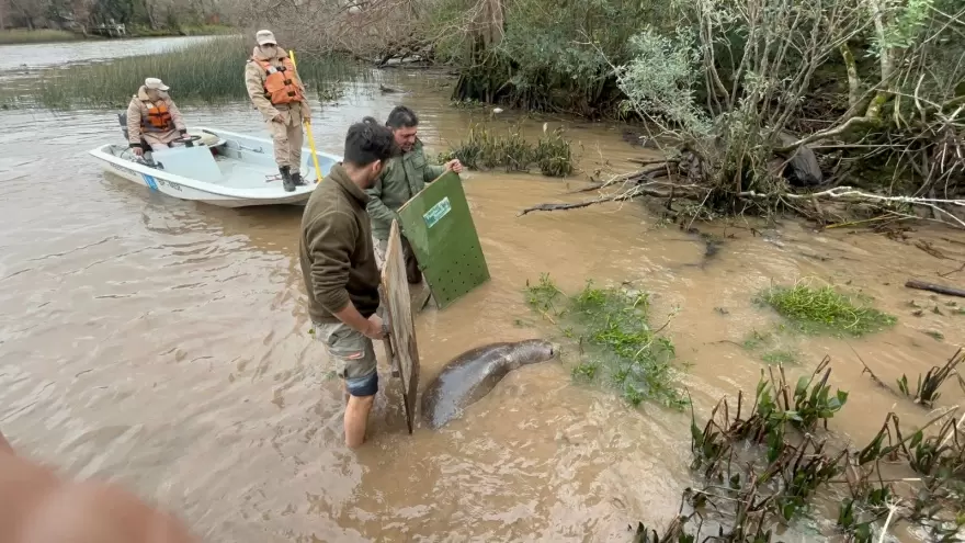Un elefante marino fue rescatado en el Delta de San Fernando
