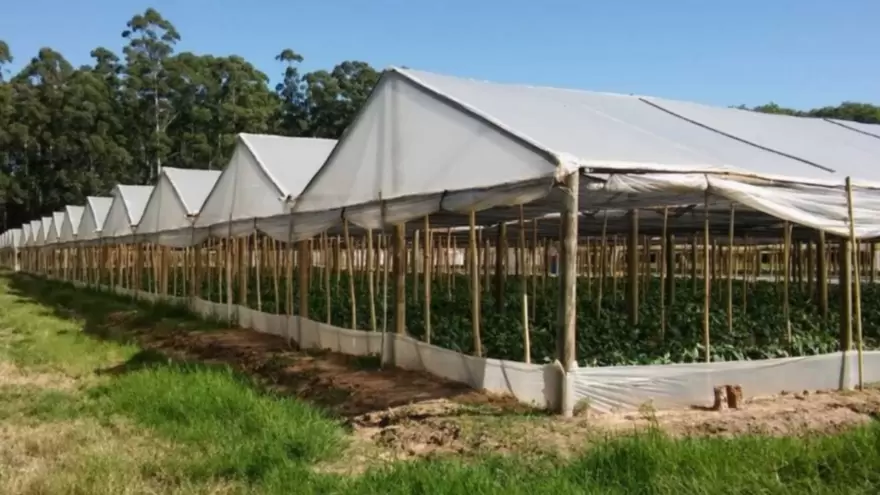 La Plata: Buscan regular la superficie de invernaderos y preservar el Acuífero Puelche