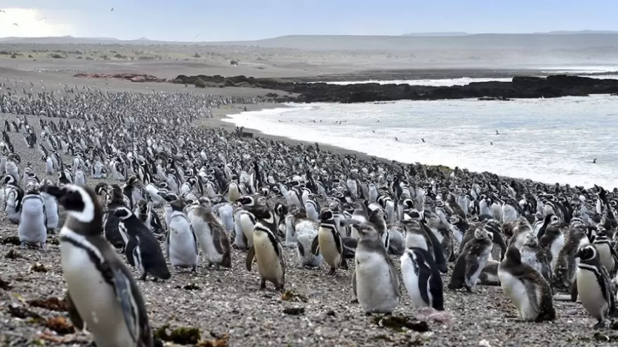 Punta Tombo: La marcha del pingüino 