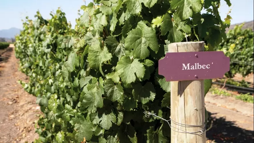 Proyecto Vino: “El Malbec tiene una adaptación y una dinámica enorme a todos los terruños del país”