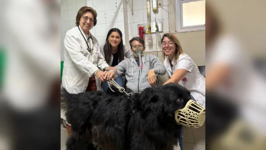Perros “enfermeros” en un hospital platense: Cuando el cariño también cura