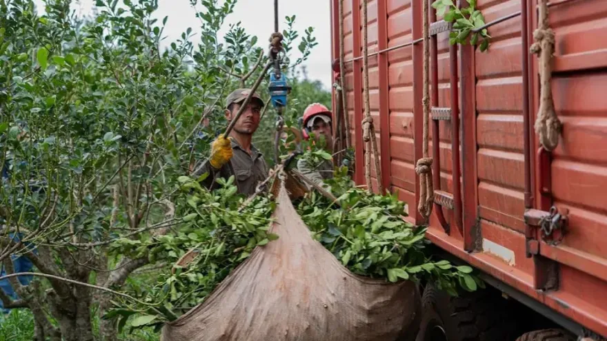 Yerbateros: “Nos vamos a Brasil porque en Argentina no se puede vivir”