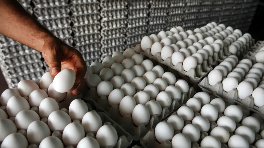 "Argentina es el primer consumidor de huevos per cápita del mundo"