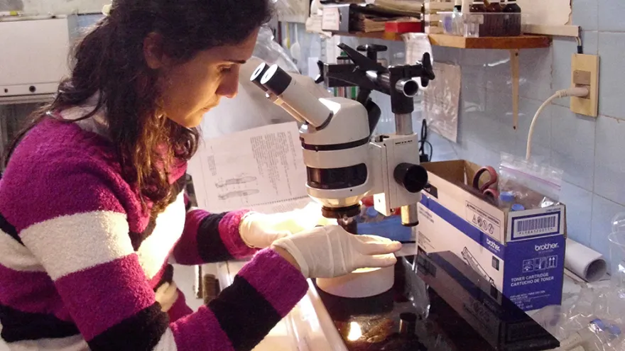 La ciencia detrás de las lombrices: "Resultan ser organismos buenos para descontaminar"