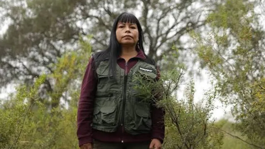Desmontes en territorio wichí en Salta: "La provincia es quien decide qué bosque muere"