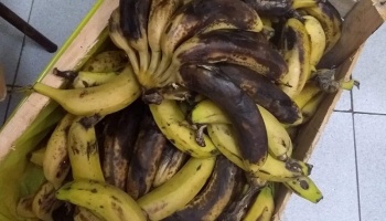 Otra vez en Lanús: Comedores alertan por alimentos en mal estado entregados por el SAE