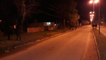 Inexplicable desidia: En La Costa, los caballos sueltos cortan las rutas