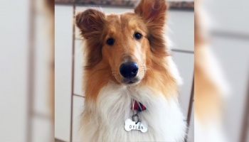 ¿Entra Dylan, sale Balcarce? El perro instagramer de Alberto Fernández