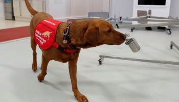 La UBA entrenará perros para detectar el coronavirus