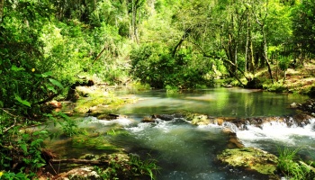 Misiones apuesta a la biodiversidad como clave para la recuperación económica en la nueva normalidad