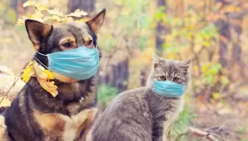 El Colegio de Veterinarios advierte que las mascotas podrían contraer COVID-19