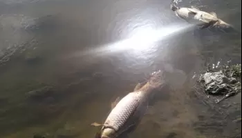 Contaminación: Aparecieron peces muertos en la Bahía de Samborombón