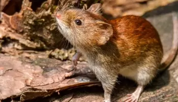 La Plata: Tras una muerte por hantavirus, recomiendan “ventilar lugares, desmalezar y desratizar”