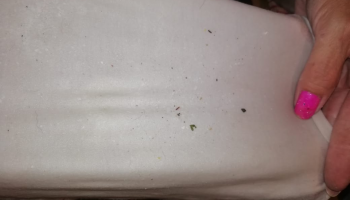 La Plata: Denuncian que el agua está contaminada con “ramas, vidrios, mosquitos y hormigas”