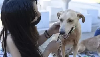 Malvinas Argentinas crea la primera escuela de mascotas municipal
