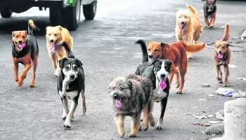 PBA: Alertan sobre las “consecuencias en la salud humana” de la sobrepoblación de perros y gatos