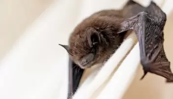 Invasión de murciélagos: Recomiendan “mantener ventanas cerradas y vacunar a las mascotas”