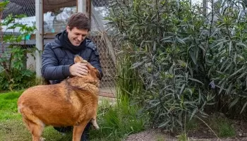 San Vicente: Vecinos indignados por trabajadores municipales que pintaron a un perro