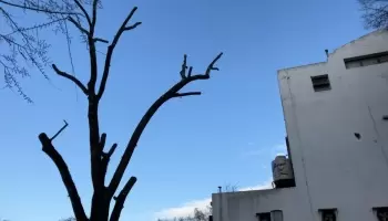La UNLP, en el tapete por poda indiscriminada en el Paseo del Bosque