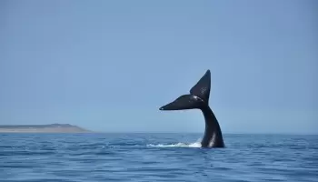 Puerto Pirámides: Cuna de ballenas