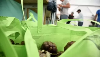 La Plata se prepara para la gran Fiesta del Alcaucil