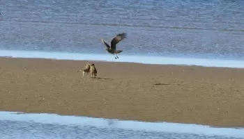 Chimangos, los nuevos visitantes de las playas argentinas