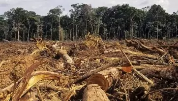 “En Argentina, desde el año 2000 al 2020 se perdieron más de 6,7 millones de hectáreas de bosque”