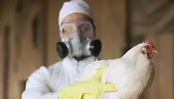 Gripe aviar en Argentina: “Las medidas de alerta son importantes aunque la tasa de transmisión es baja”