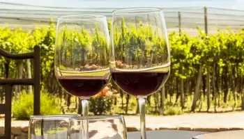 El tinto elemento en el Valle de Uco