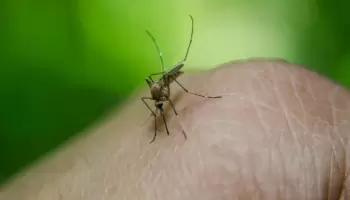 Dengue: “Una segunda infección puede producir una hemorragia muy grave”