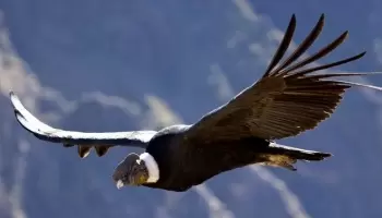 El cóndor pasa, el cóndor queda