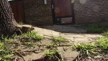 City Bell: Familia reclama la extracción de un árbol que levantó los cimientos de su casa