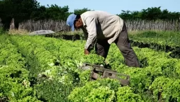 Más de treinta instituciones pidieron medidas urgentes para el cordón fruti-hortícola de La Plata